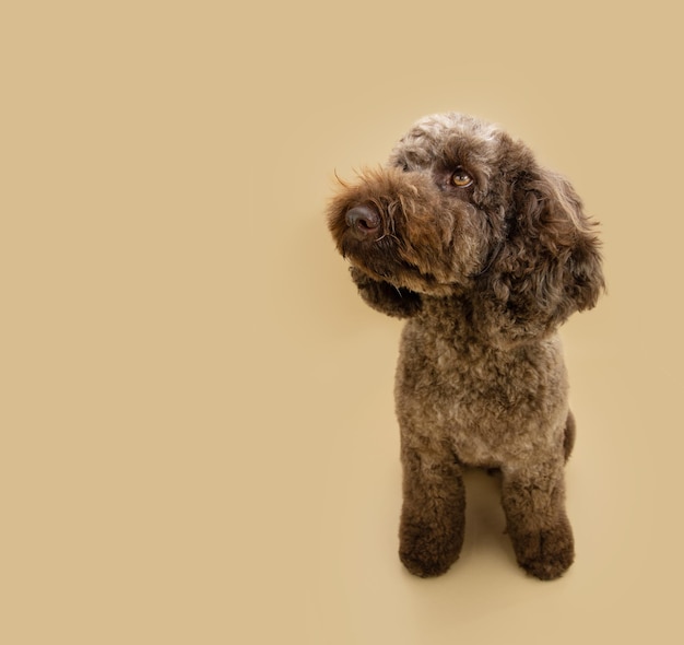 Poodle puppy dog autumn looking away Isolated on beige or brown background