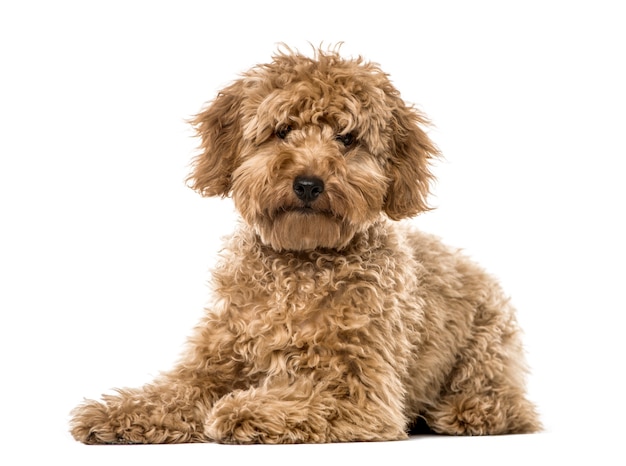 Poodle puppy lying, isolated on white