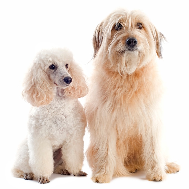 Poodle and pyrenean sheepdog on white