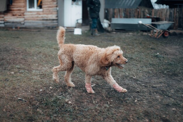 Poodle royal apricot on a walk in nature