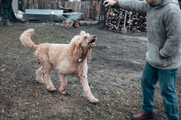 Poodle royal apricot on a walk in nature