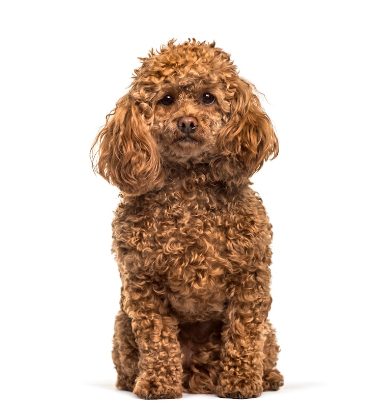 Photo poodle sitting against white background