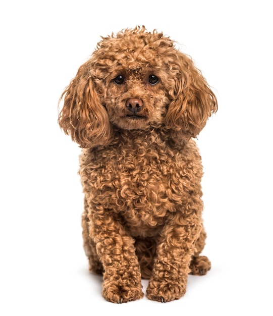 Poodle sitting against white background