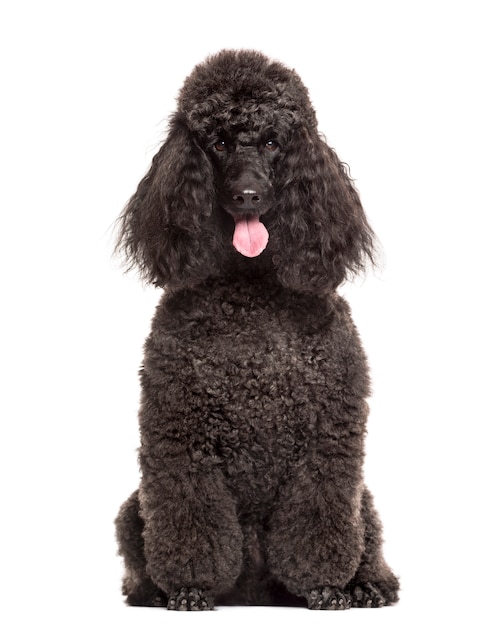 Poodle sitting in front of a white wall