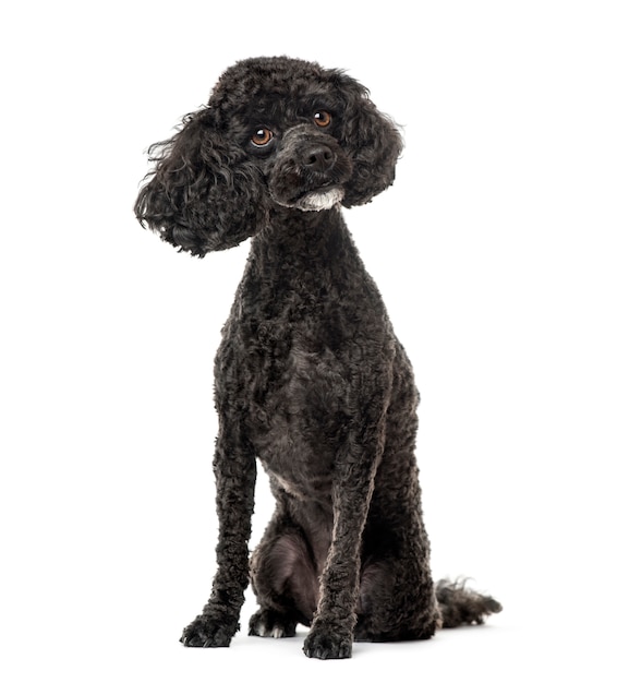 Poodle sitting, isolated on white