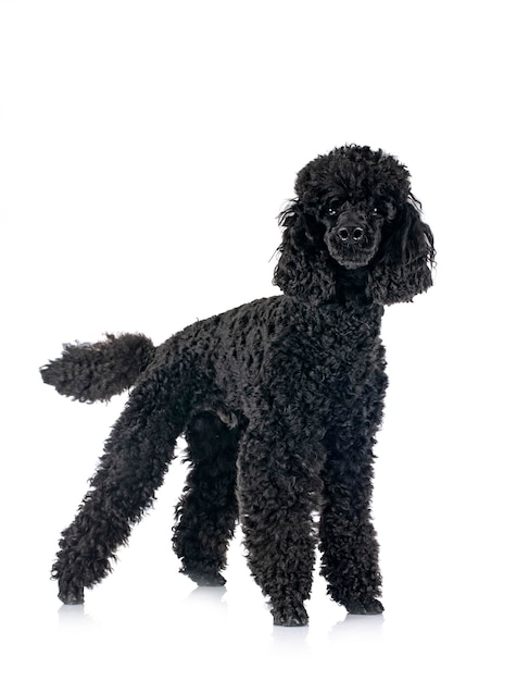 Photo poodle in studio