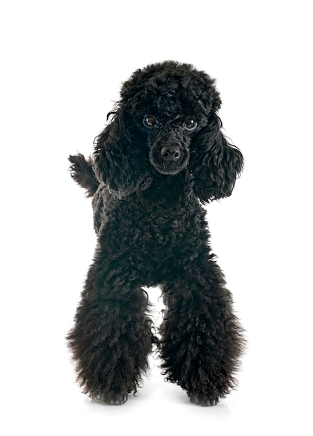 Photo poodle in studio