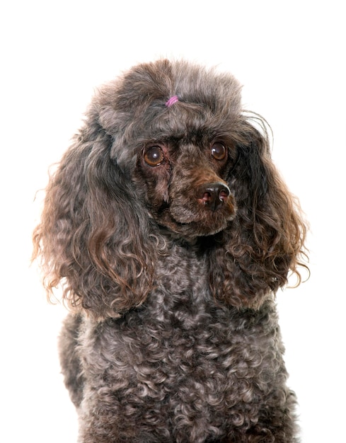 Poodle in studio