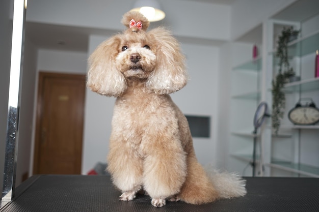 Photo poodle toy in beauty salon