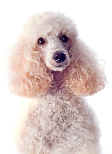 Poodle on white