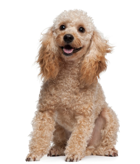 Photo poodle with 9 years old. dog portrait isolated