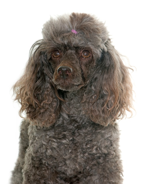 Photo poodle