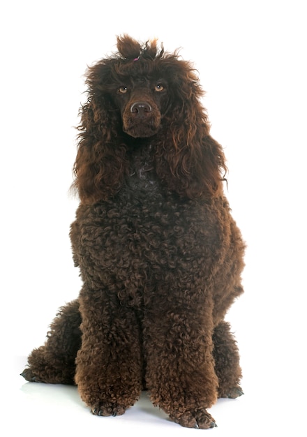 poodle 