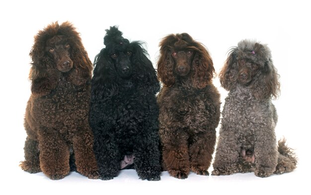 poodles 