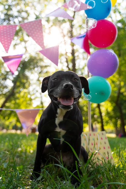 Foto festa di compleanno in piscina per cani