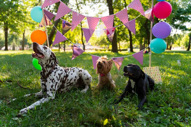 Photo pool birthday party for dogs