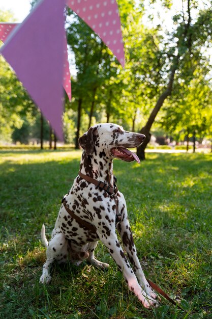 Festa di compleanno in piscina per cani