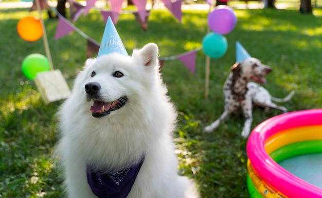 Festa di compleanno in piscina per cani