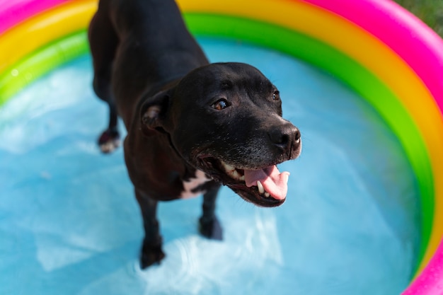 写真 犬のためのプール誕生日パーティー