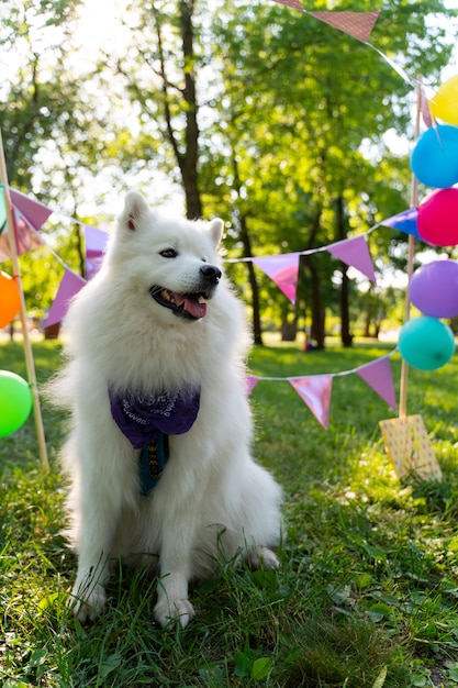 写真 犬のためのプール誕生日パーティー