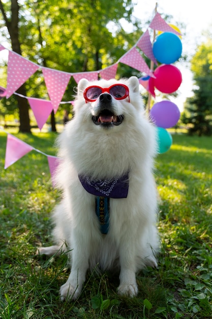 写真 犬のためのプール誕生日パーティー