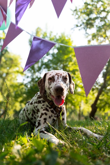 写真 犬のためのプール誕生日パーティー