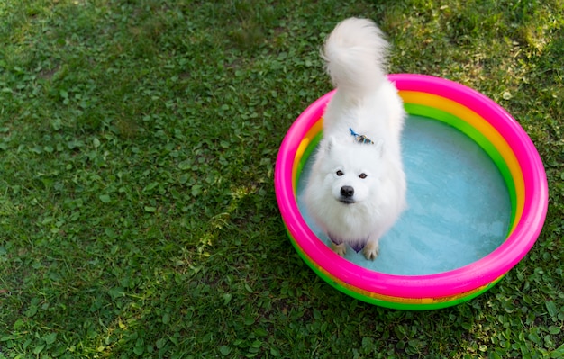 写真 犬のためのプール誕生日パーティー