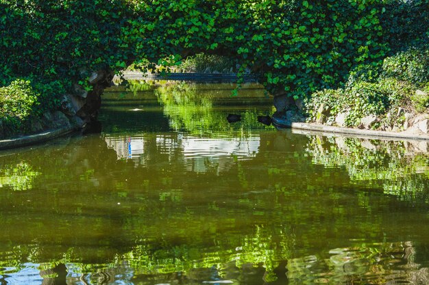 写真 庭のプール