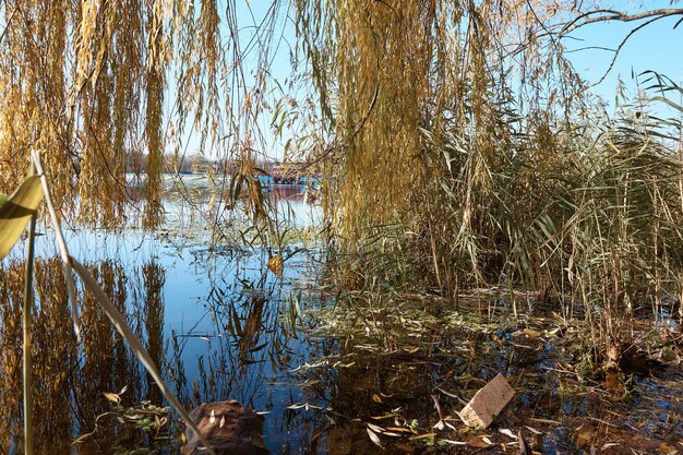 湖のプール、柳の枝、茂みの中の湾、木々や草