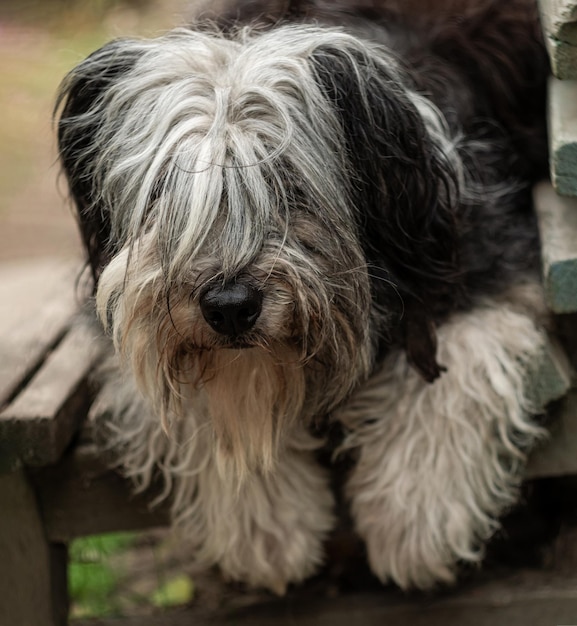 Poolse Lowland Sheepdog zittend op een houten bankje in de straat en met roze tong Portret van een zwart-witte hond