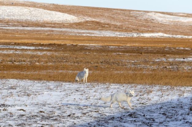 Poolvos in de winter in Siberische toendra