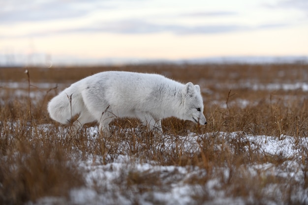 Poolvos in de winter in Siberische toendra