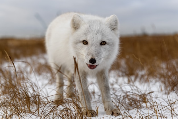 Poolvos in de winter in Siberische toendra