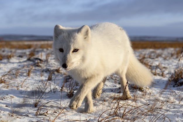 Poolvos in de winter in Siberische toendra