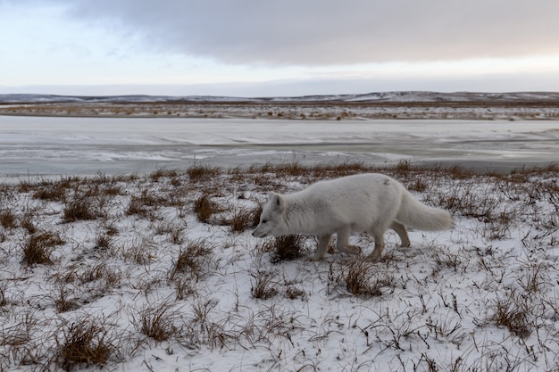 Foto poolvos in de winter in siberische toendra