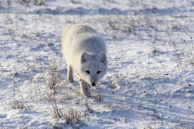 Poolvos in de winter in Siberische toendra