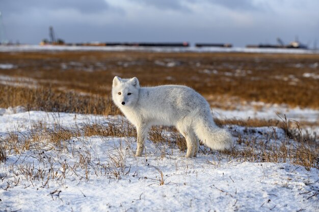 Poolvos in de winter in Siberische toendra