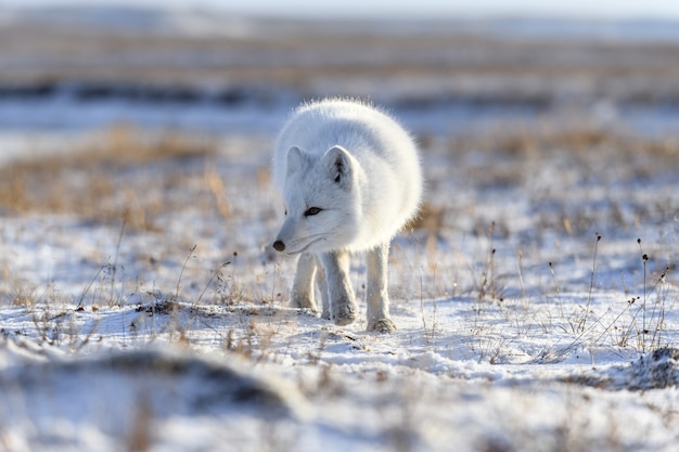 Poolvos in de winter in Siberische toendra