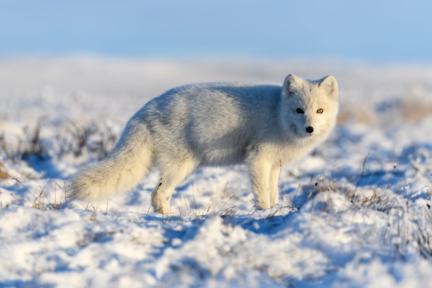 Poolvos in de winter in Siberische toendra