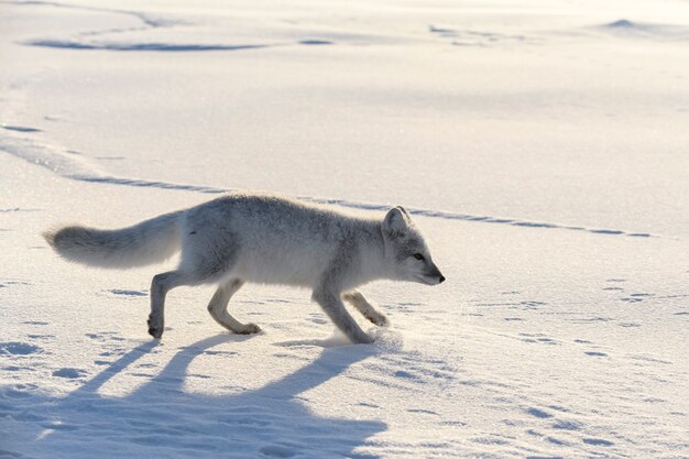 Poolvos in de winter in Siberische toendra.