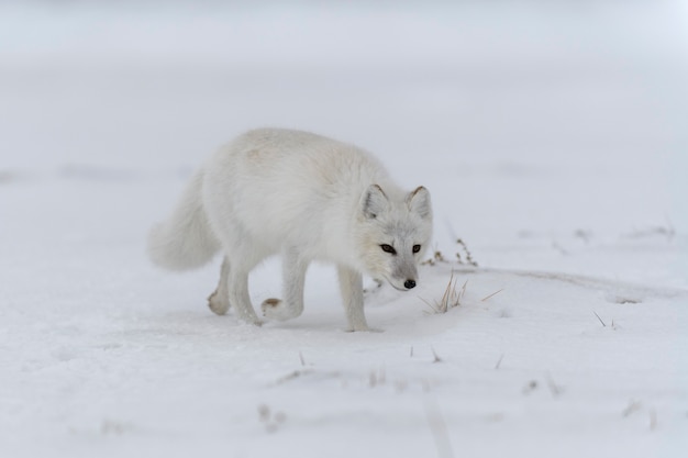 Poolvos in de winter in Siberische toendra