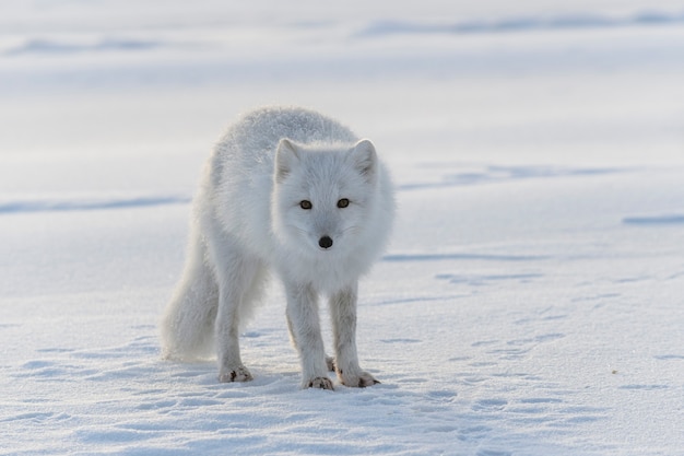 Poolvos in de winter in Siberische toendra