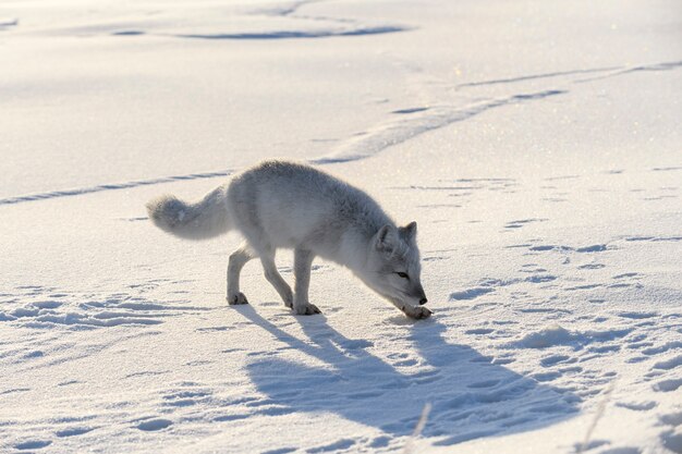 Poolvos in de winter in Siberische toendra