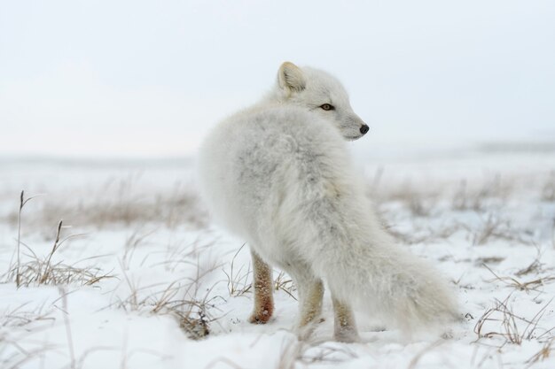 Poolvos in de winter in Siberische toendra