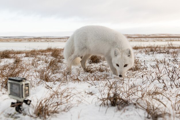 Foto poolvos (vulpes lagopus) in de winter in siberische toendra en actiecamera