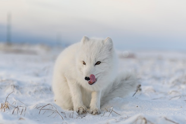 Poolvos (vulpes lagopus) in de winter in siberische toendra met industriële achtergrond.