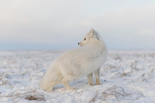 Poolvos (Vulpes Lagopus) in de winter in Siberische toendra met industriële achtergrond.