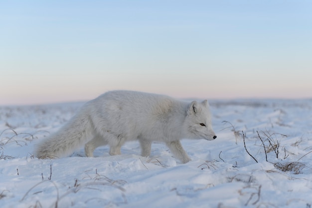 Poolvos (Vulpes Lagopus) in de winter in Siberische toendra met industriële achtergrond.