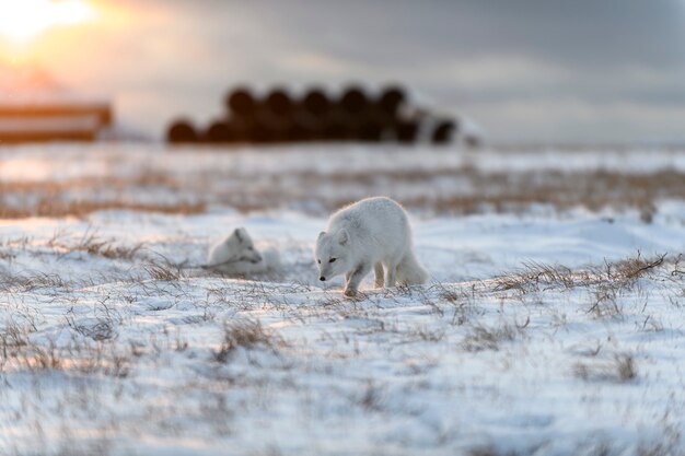 Poolvos (Vulpes Lagopus) in de winter in Siberische toendra met industriële achtergrond.