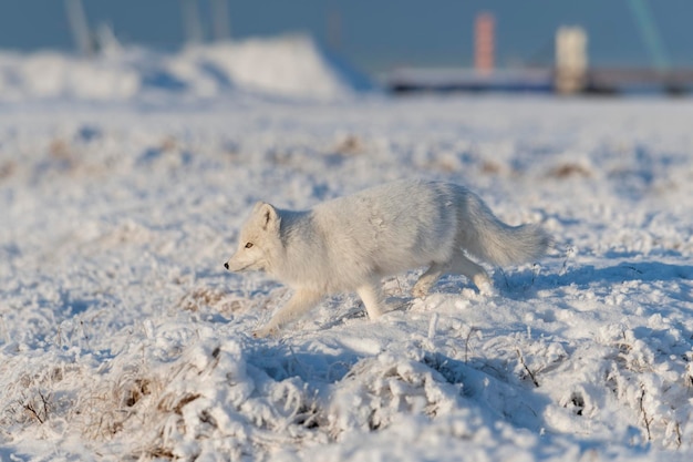 Poolvos vulpes lagopus in de winter in siberische toendra met industriële achtergrond